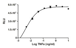 SEAP Chemiluminescent Reporter Gene Assay Kit